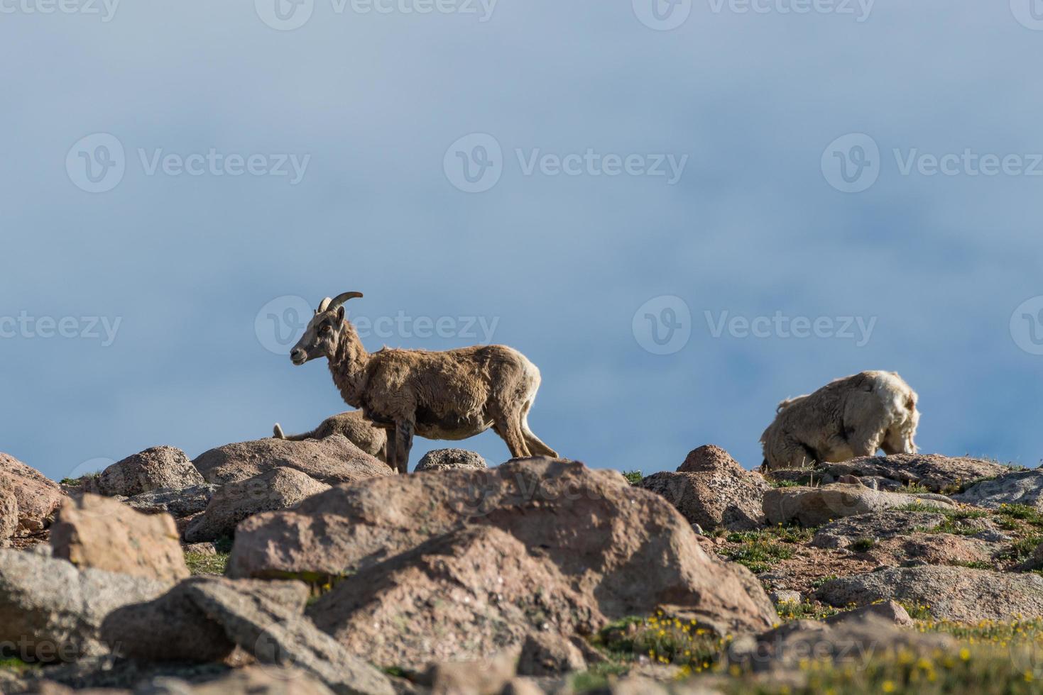 wild colorado rotsachtige berg dikhoornschapen foto