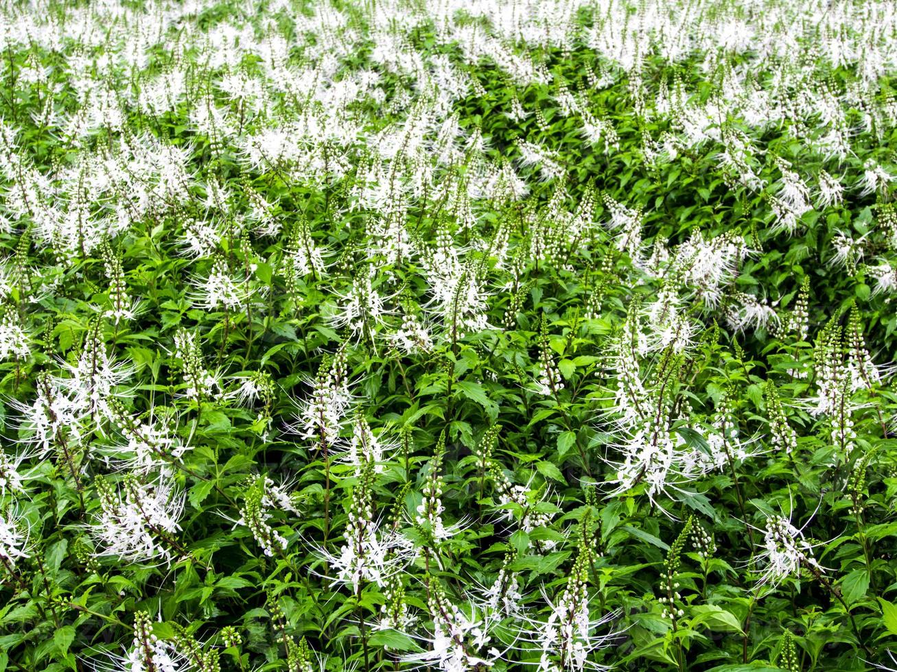 witte bloem plantage in de tuin foto