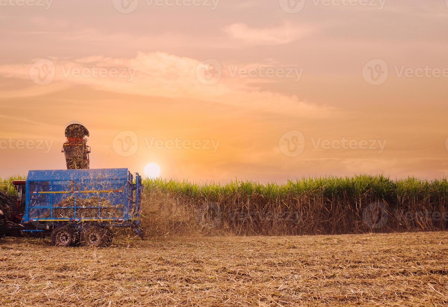 suikerriet oogstmachine werkt foto