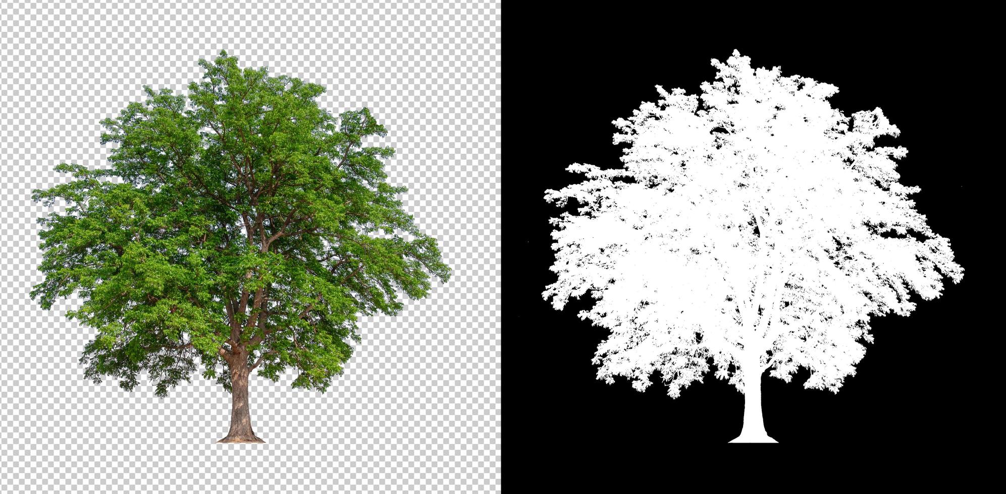 geïsoleerde boom op transparante afbeelding achtergrond met clipping foto