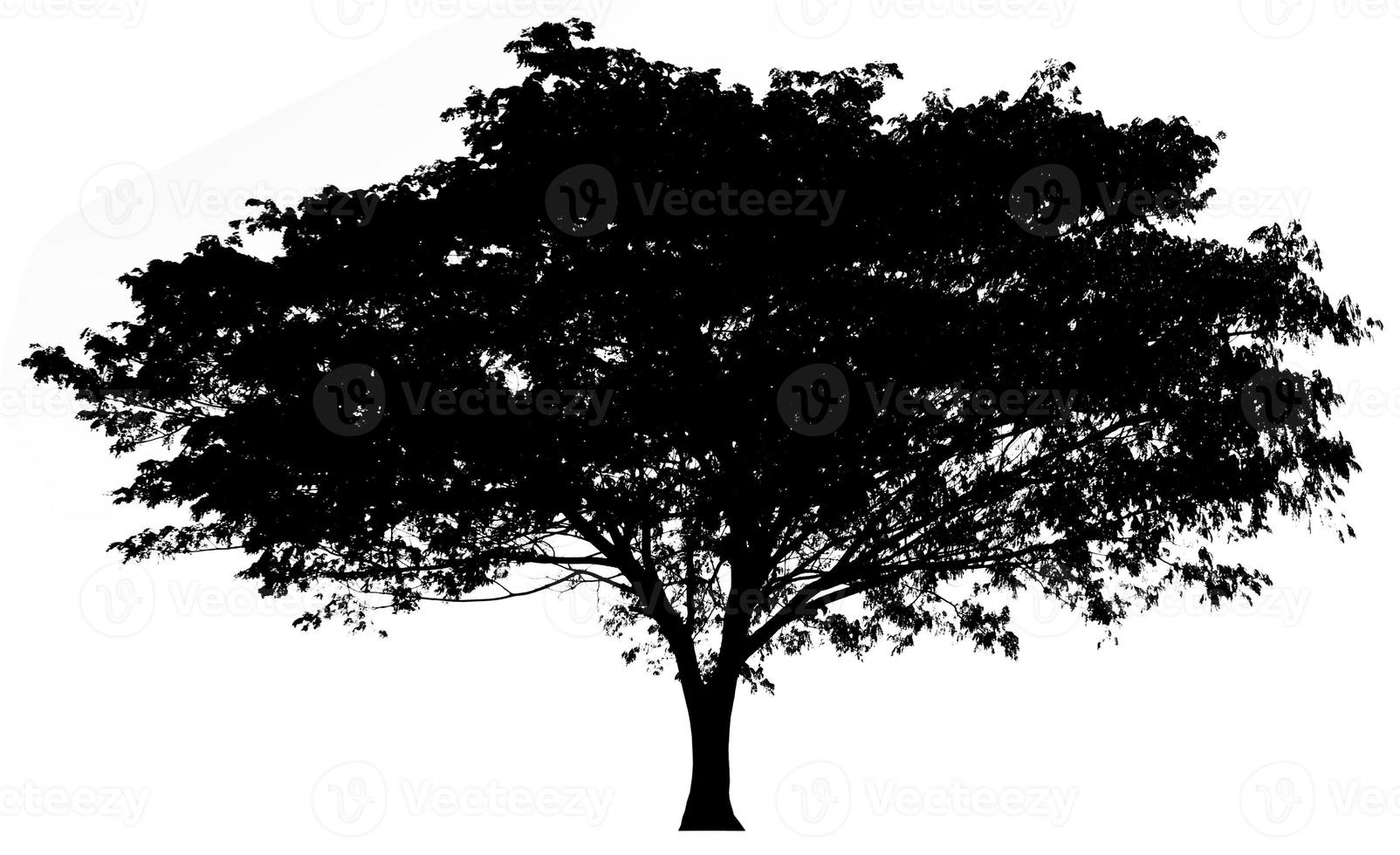boom silhouet illustratie voor brush foto