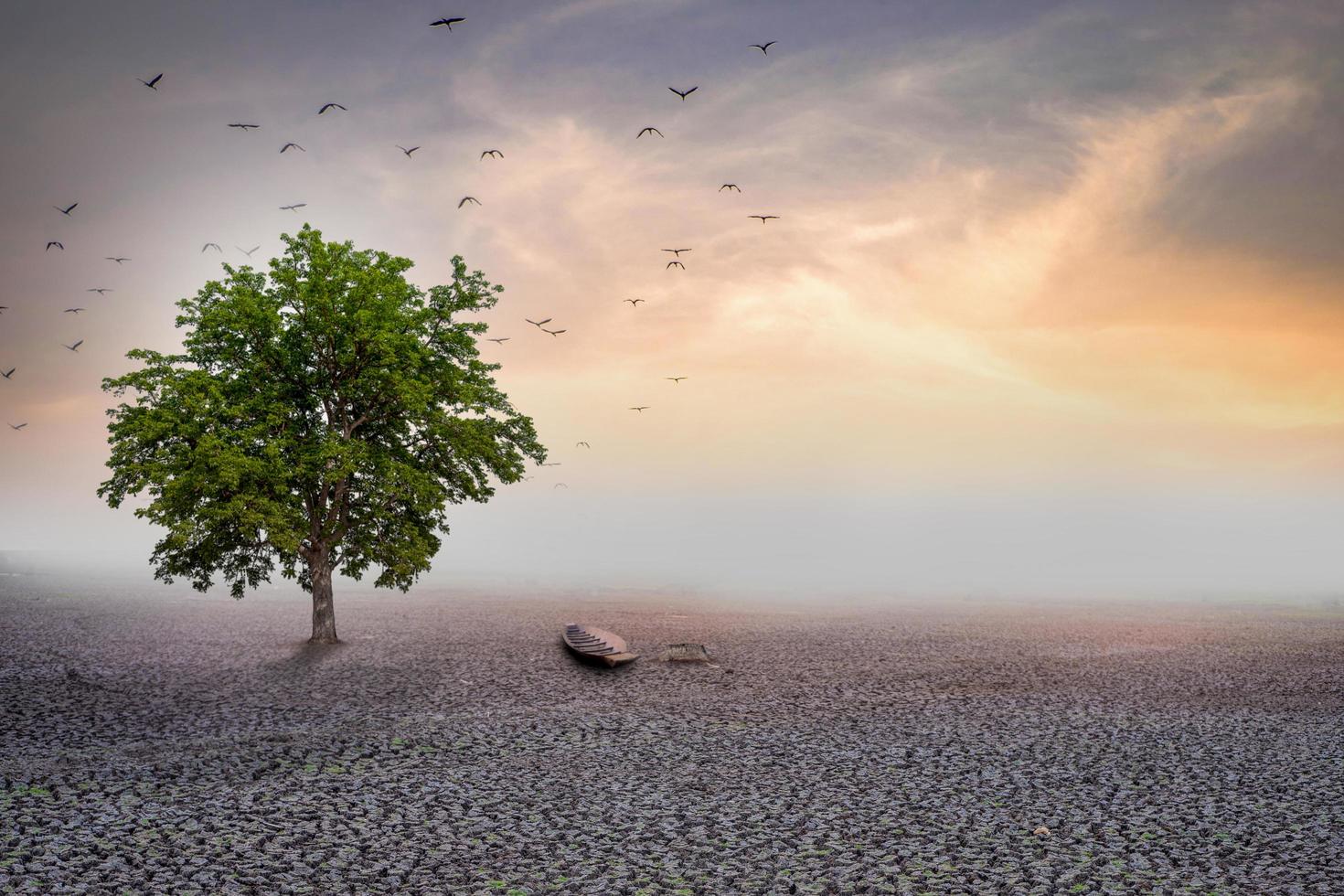 selectieve focus dor land en grote boom staan alleen op droog land foto