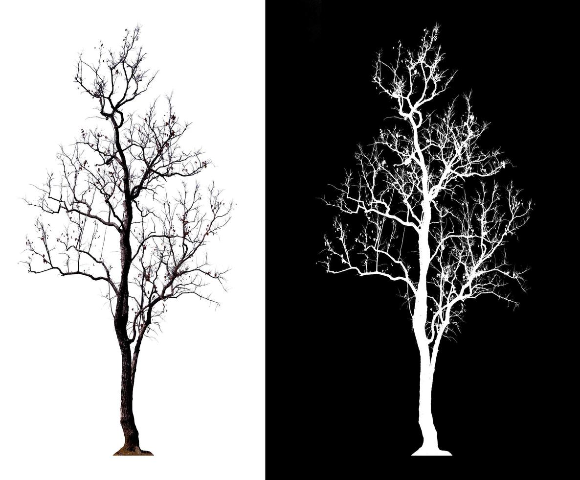 geïsoleerde boom zonder verlof op witte achtergrond met uitknippad foto