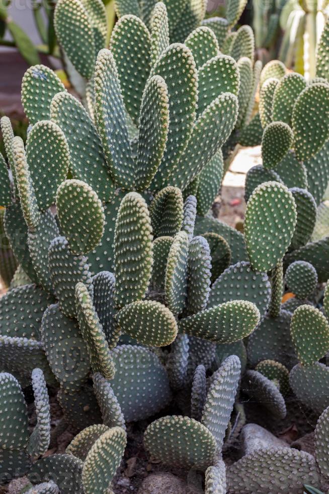 cactussen groeien in olvera street los angeles foto