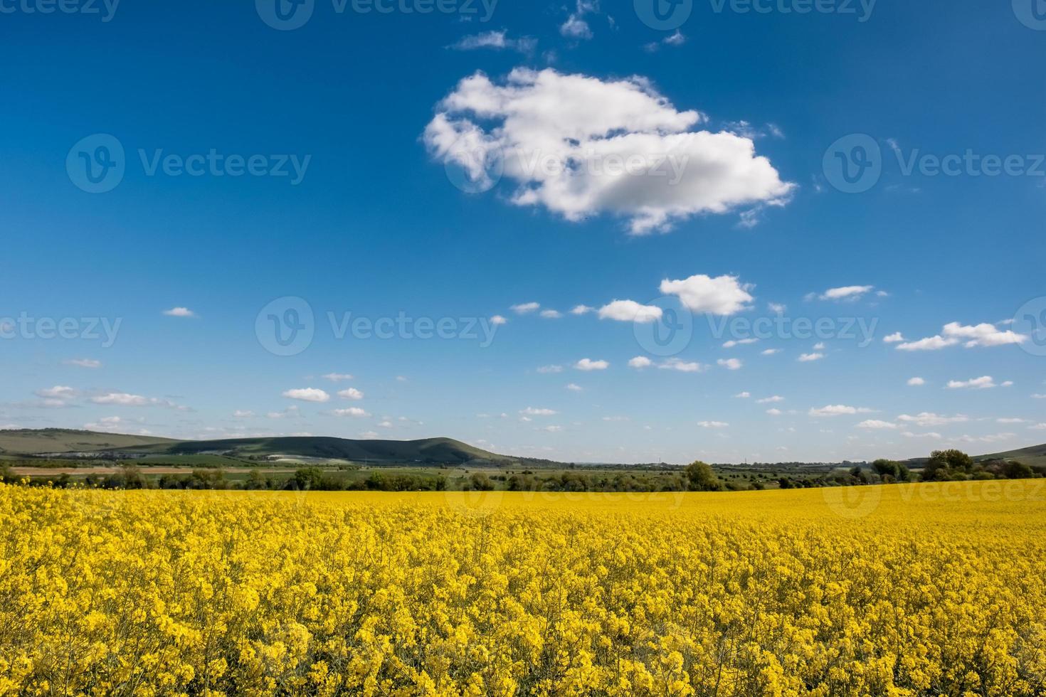 koolzaad op het glooiende platteland van Sussex foto