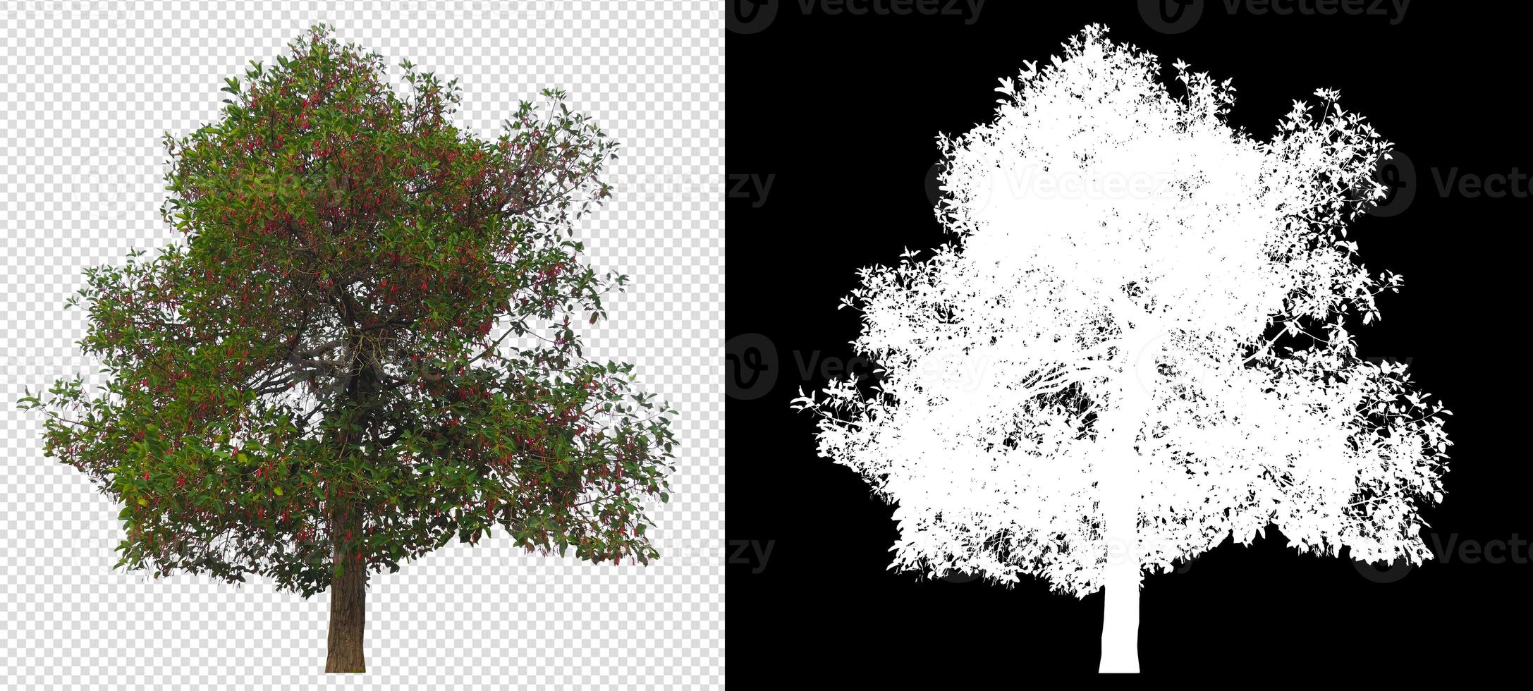 boom op transparante achtergrondafbeelding en alfakanaal foto