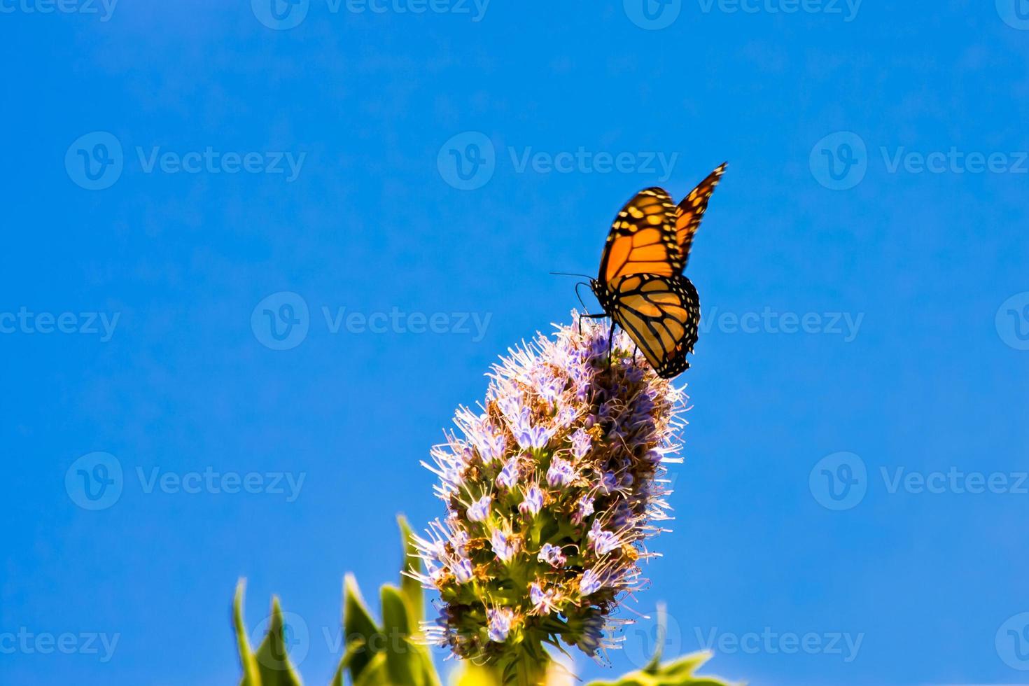 monarchvlinder die zich voedt met een bloem foto