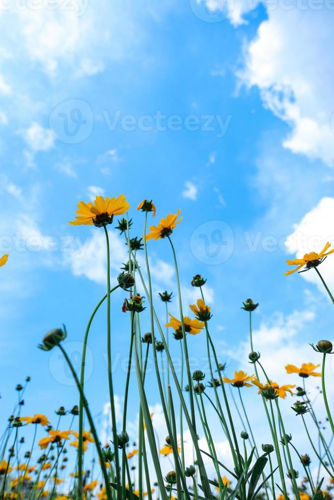uitzicht vanaf de onderste zon bloem met mooie blauwe hemelachtergrond foto
