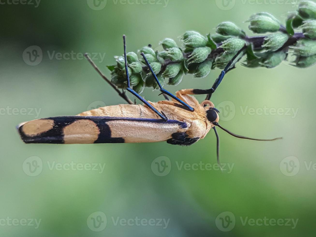 macro-insecten, vlinders, motten, vliegen, muggen, rupsen, bidsprinkhanen op twijgen, bladbloemen met een natuurlijke achtergrond foto