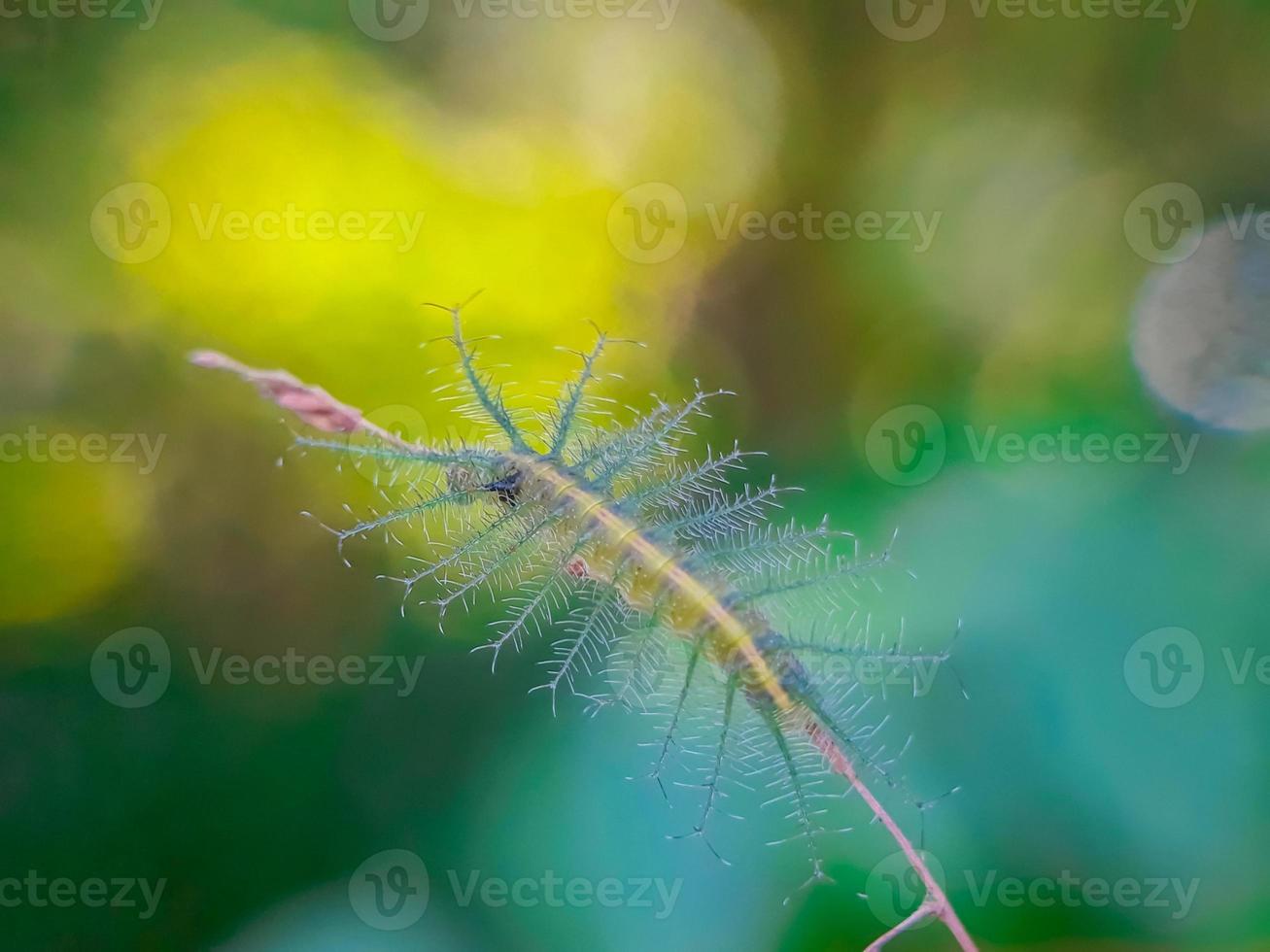 macro-insecten, vlinders, motten, vliegen, muggen, rupsen, bidsprinkhanen op twijgen, bladbloemen met een natuurlijke achtergrond foto