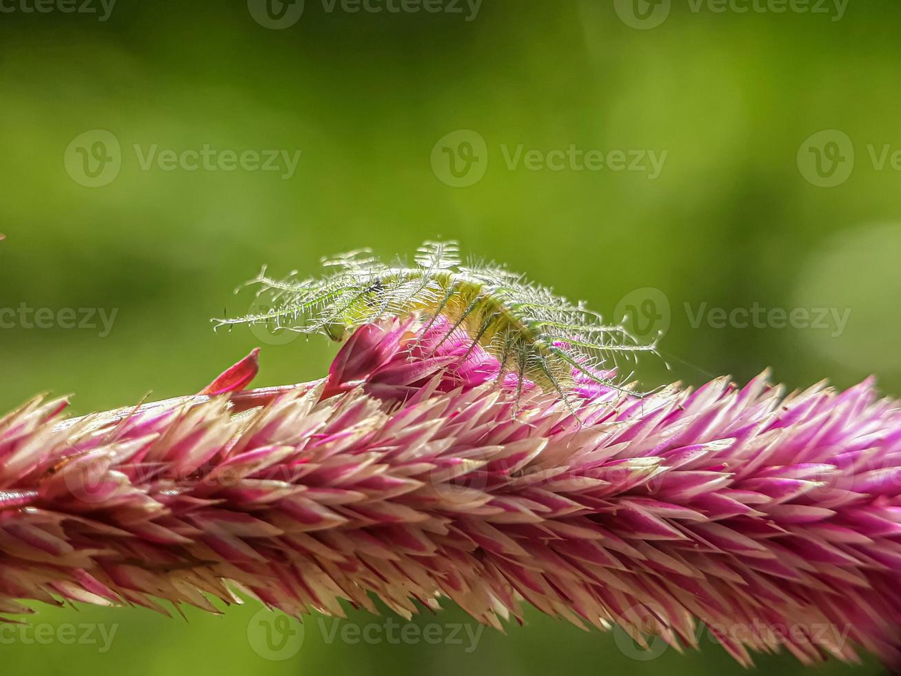 macro-insecten, vlinders, motten, vliegen, muggen, rupsen, bidsprinkhanen op twijgen, bladbloemen met een natuurlijke achtergrond foto