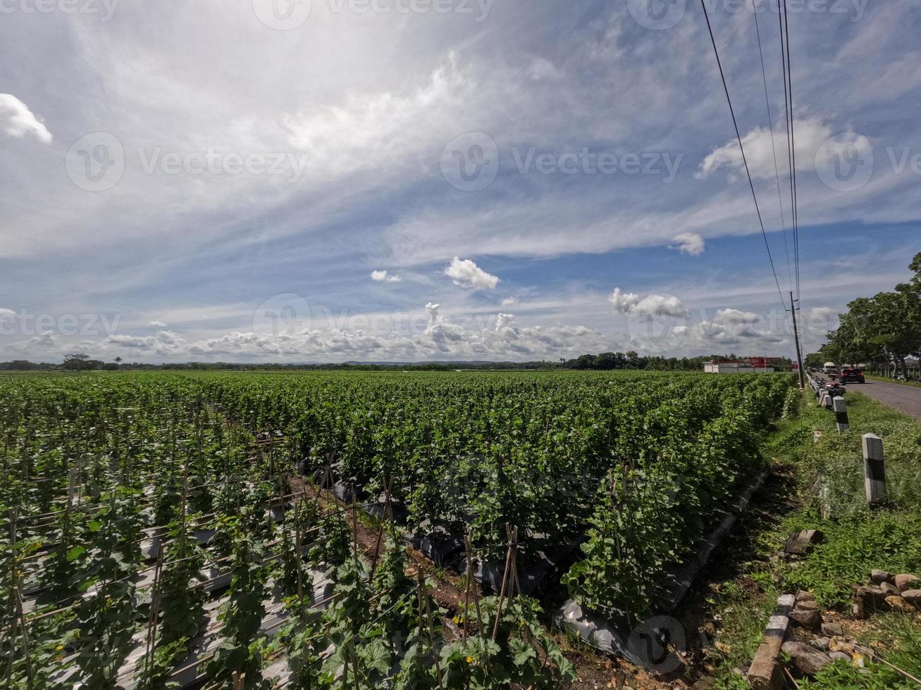 uitzicht op komkommerveld in zonnige dag tegen de achtergrond van heldere blauwe lucht en witte wolken, landelijke scène foto