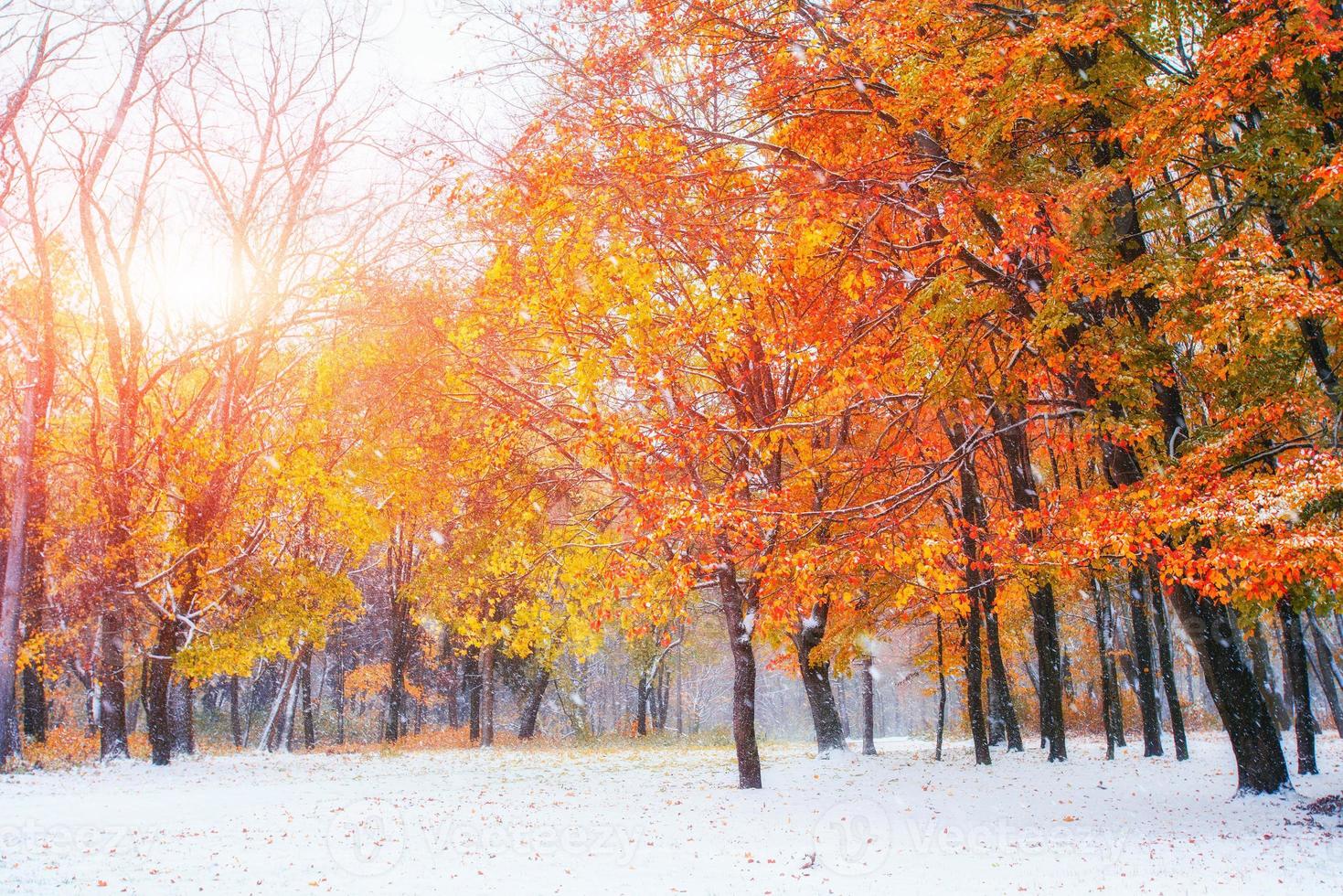 oktober berg beukenbos met eerste wintersneeuw foto