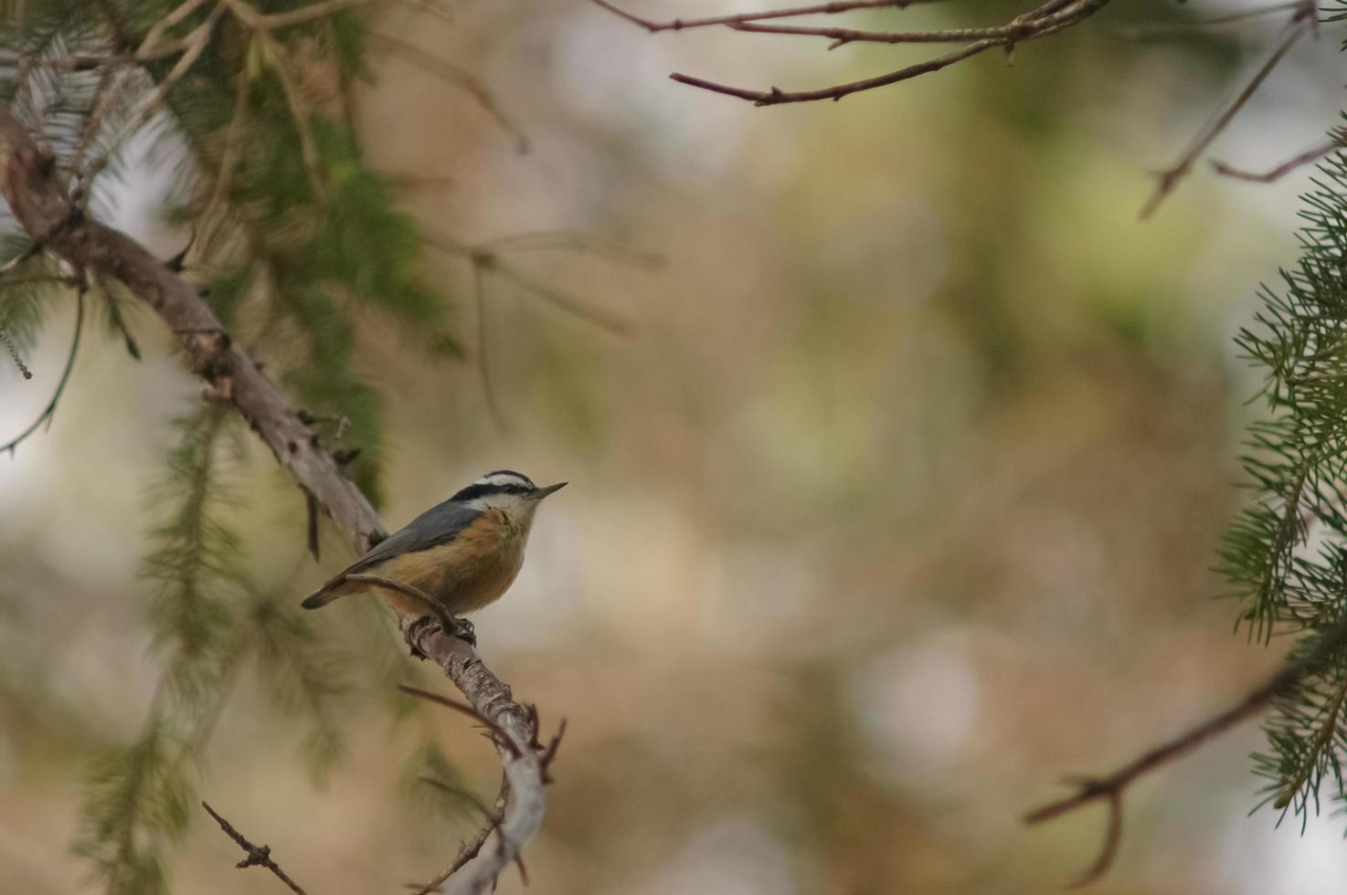 kleine kleine bruine vogel in een bos foto