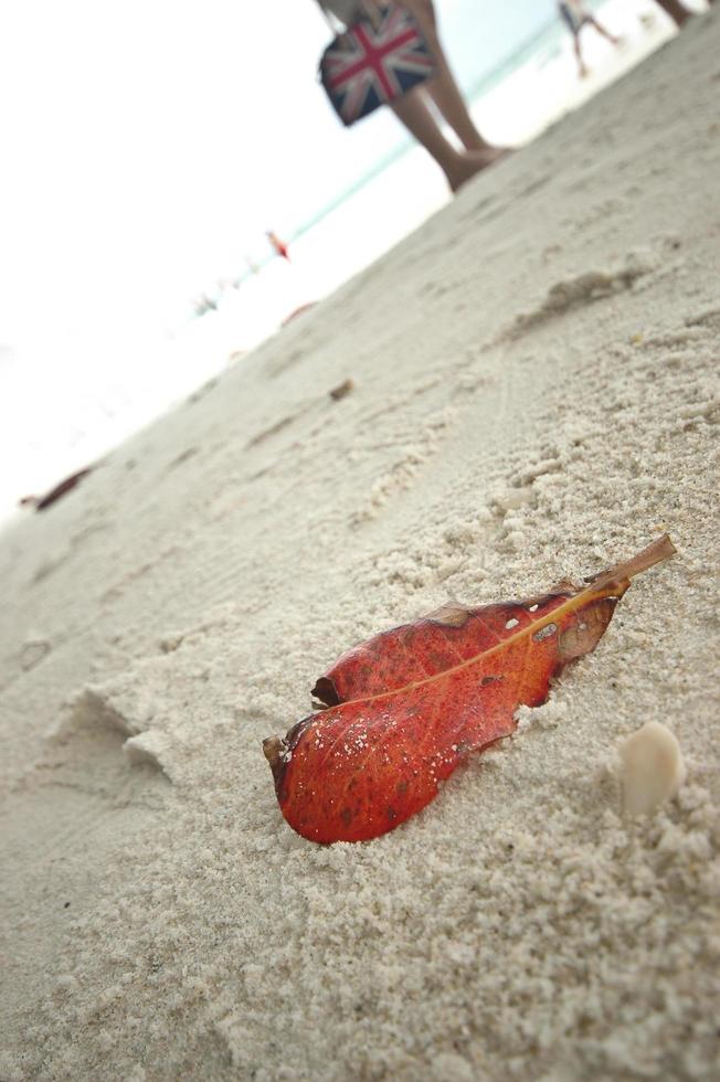 rood blad op wit zandstrand foto