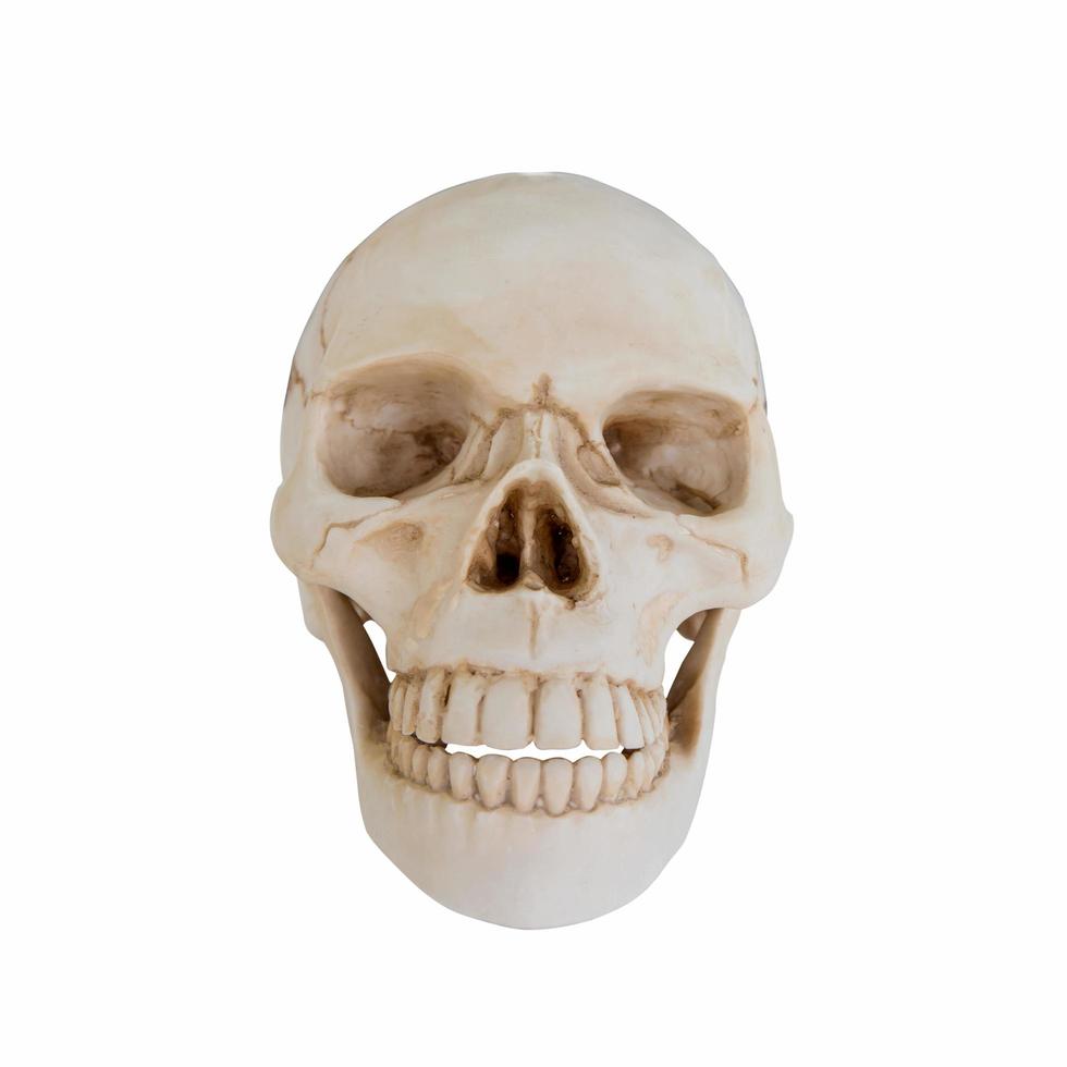 menselijke schedel geïsoleerd op een witte achtergrond. foto