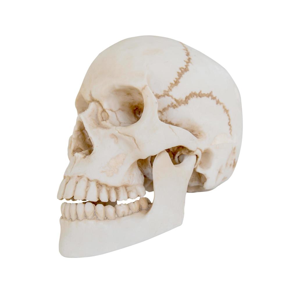 menselijke schedel geïsoleerd op een witte achtergrond. foto