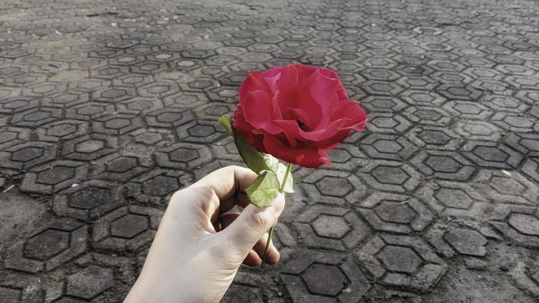 roze bloemen te gebruiken als een mooie natuurlijke achtergrond. foto