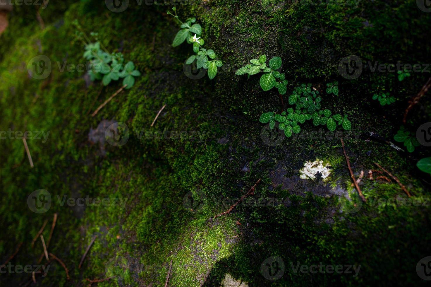 langs de rotsen komen mos en kleine plantensoorten voor. foto
