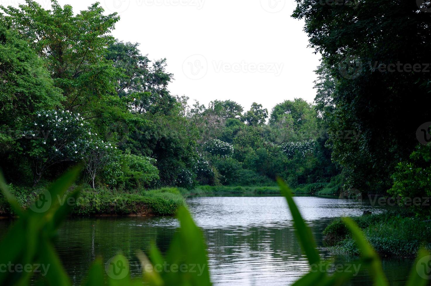 het water stroomt door de natuur en de overvloed aan bomen in de beek. foto