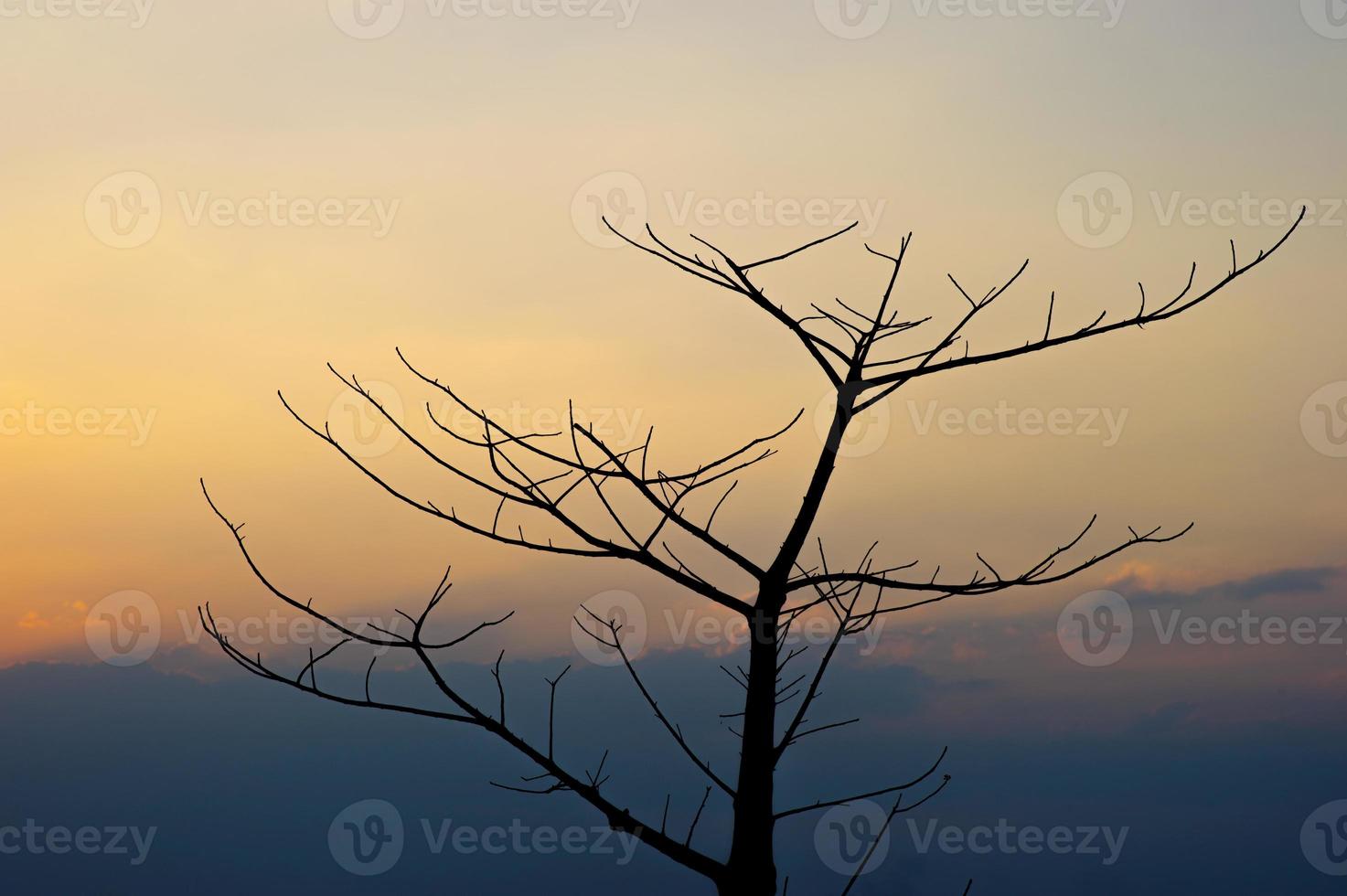 zwarte takken en zonsondergang, oranje lucht, silhouetconcept foto