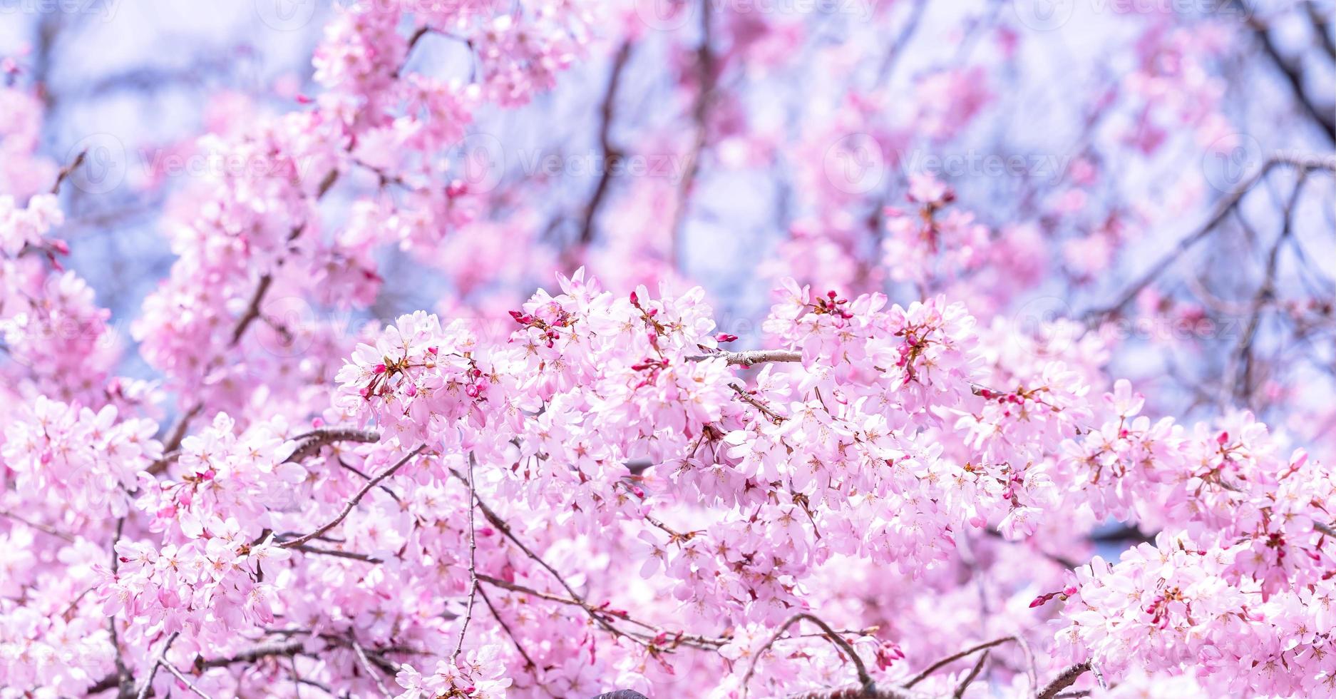 prachtige kersenbloesem sakura boom bloeien in het voorjaar in het kasteelpark, kopieer ruimte, close-up, macro. foto