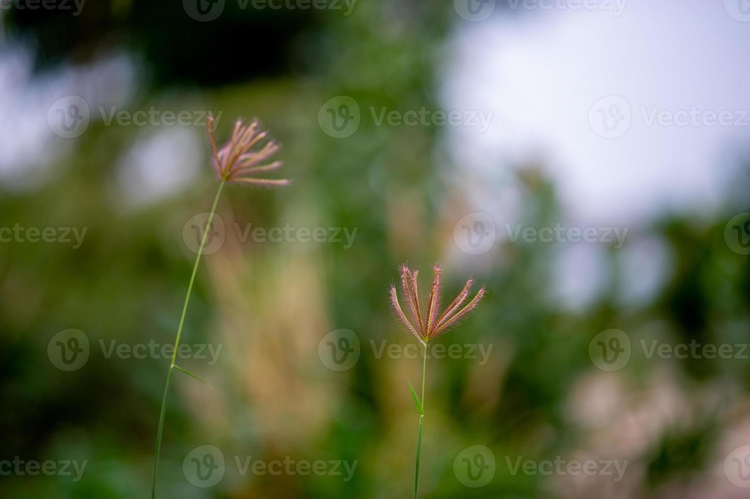 grasbloemen die van nature voorkomen in het regenseizoen vruchtbaar foto