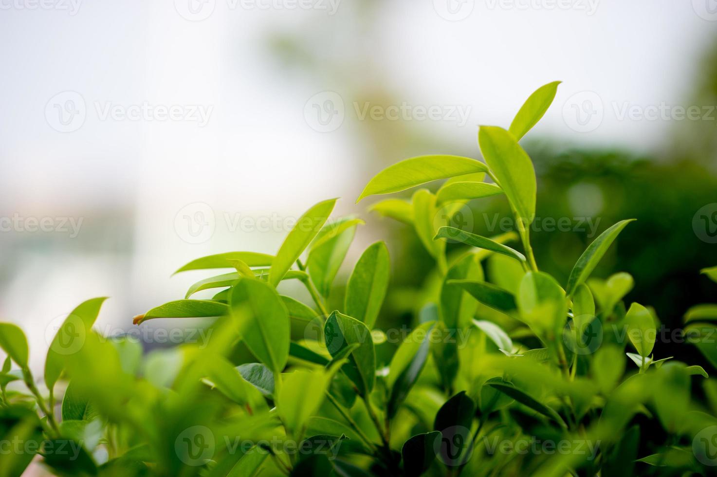 jonge groene lommerrijke scheuten van bladeren mooi, mooi natuurlijk concept foto