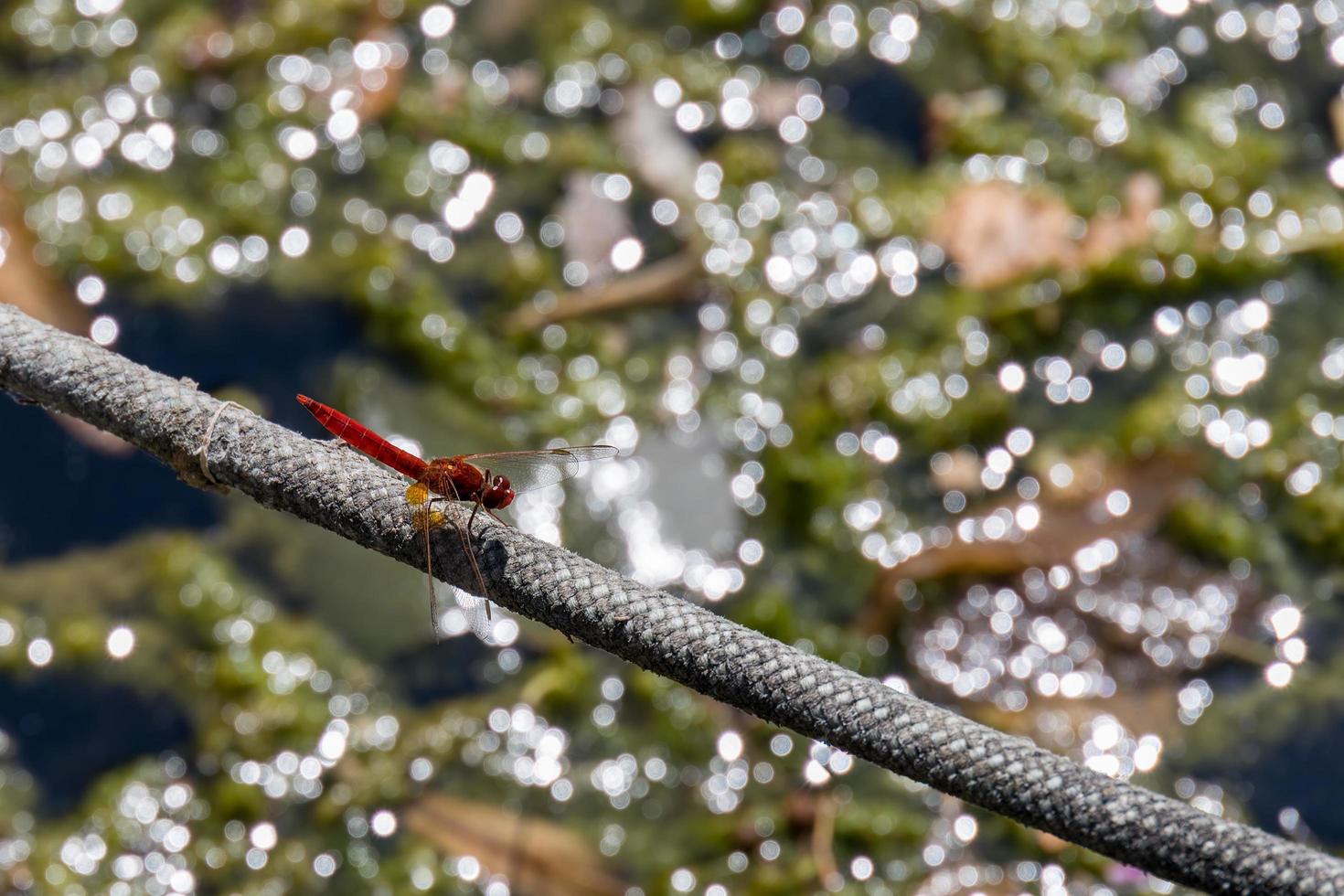 roodaderige darter of nomade rustend op touw aan het iseomeer in italië foto