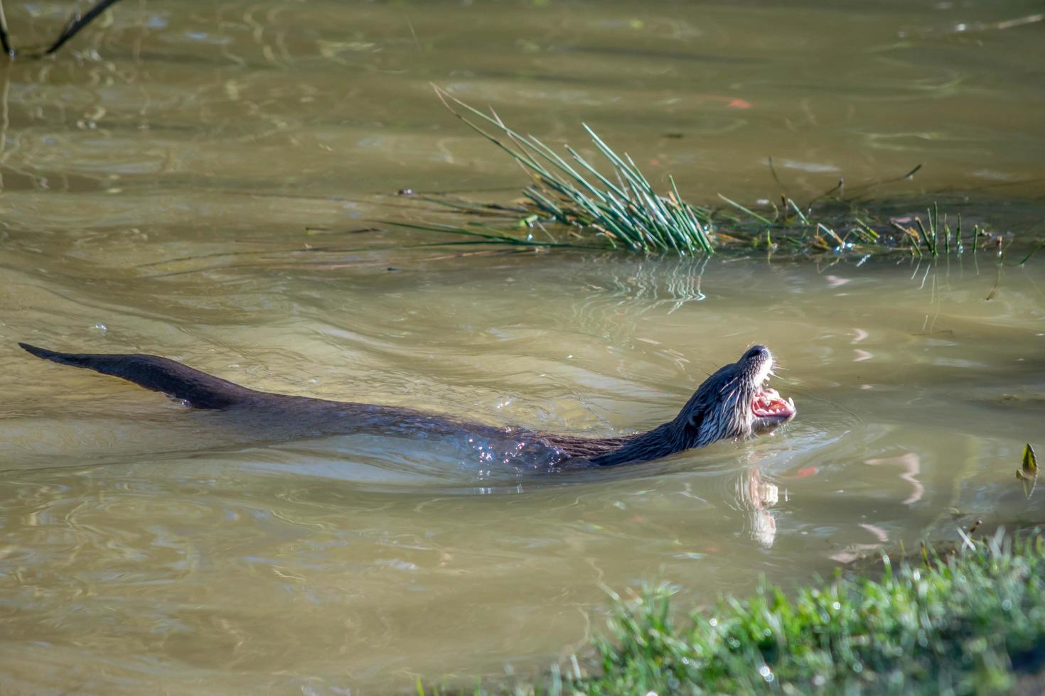 Euraziatische otter in natuurlijke habitat foto