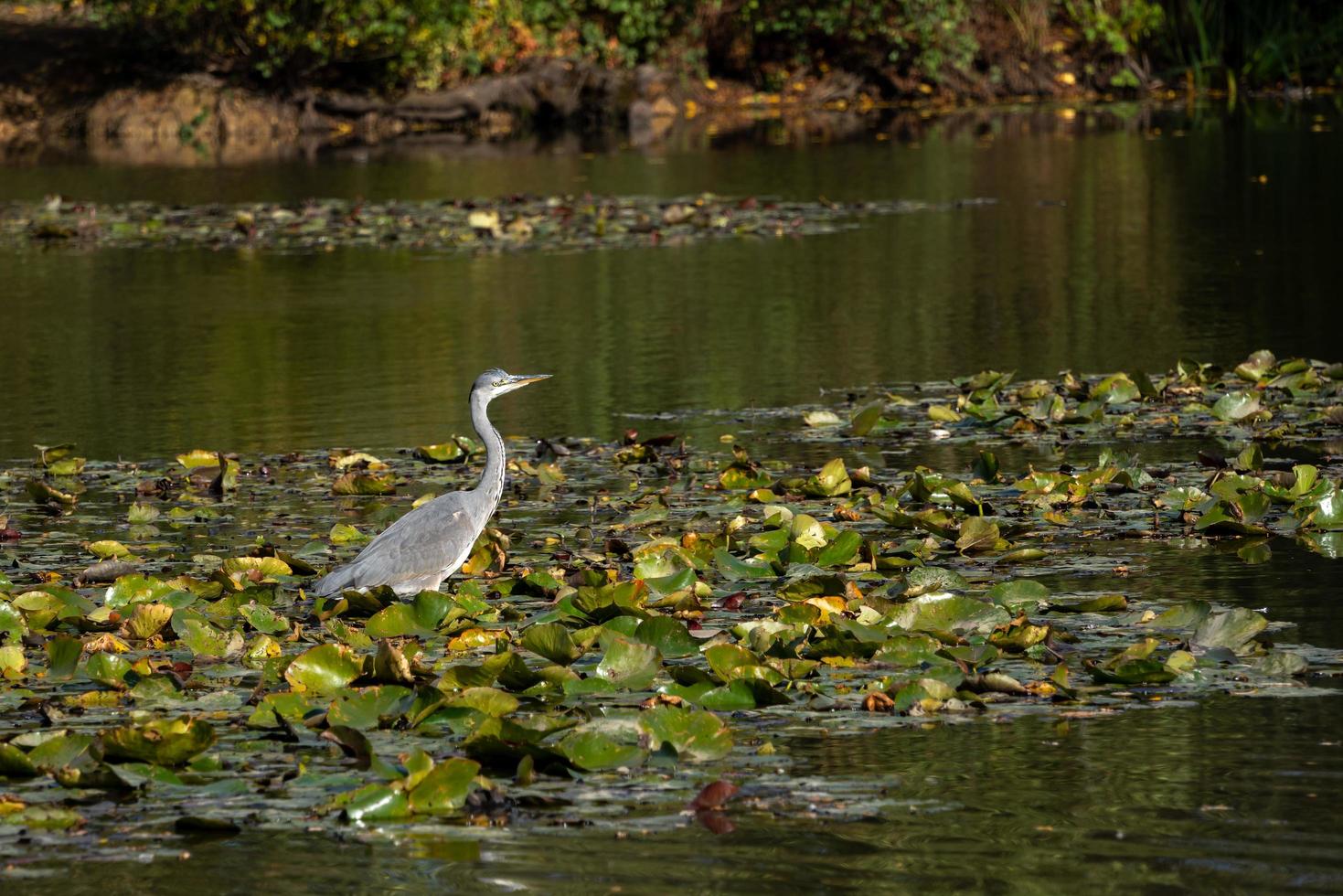 grijze reiger waadt door een meer op zoek naar vis bij de waterlelies foto