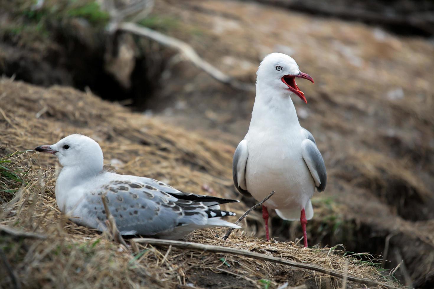 Roodsnavelmeeuw adult met kuiken foto