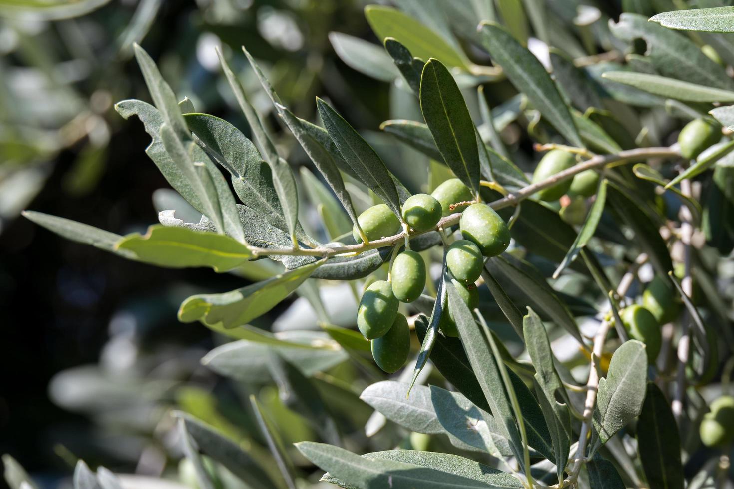 olijfboom groeien in bergamo italië foto