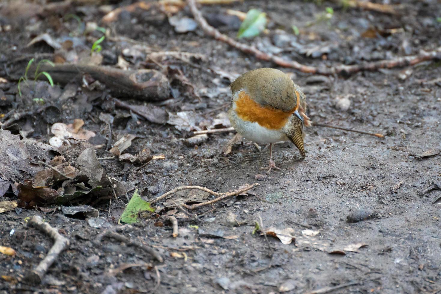 close-up van een alert roodborstje dat op een modderig pad staat foto