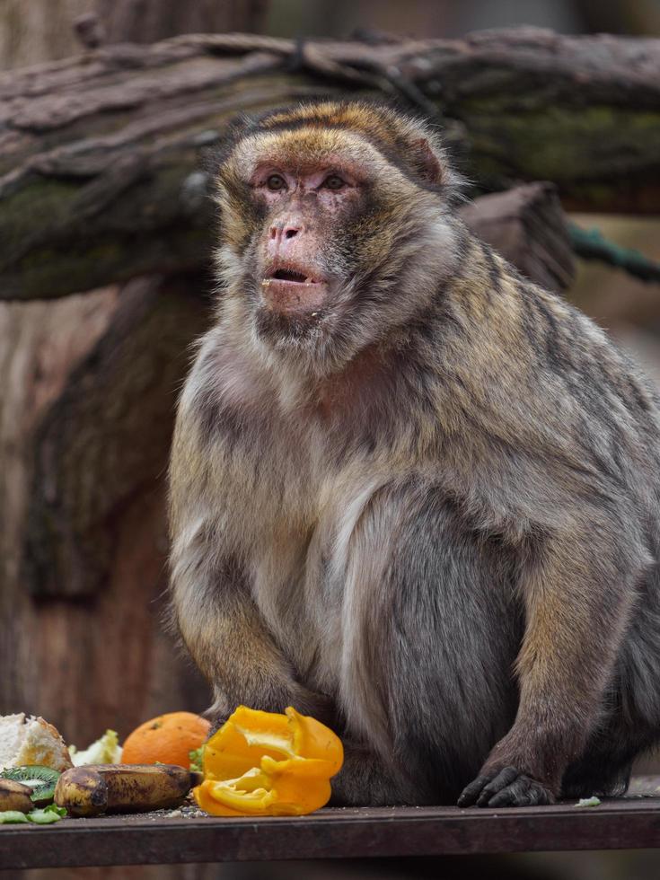 berberapen die groente eten foto