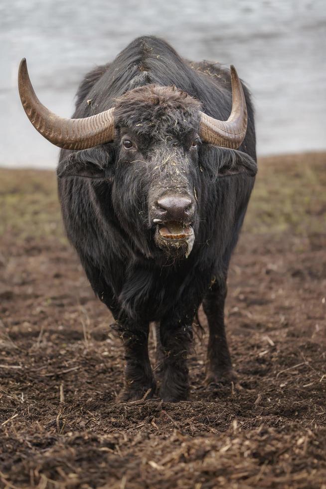 portret van europese bizon foto