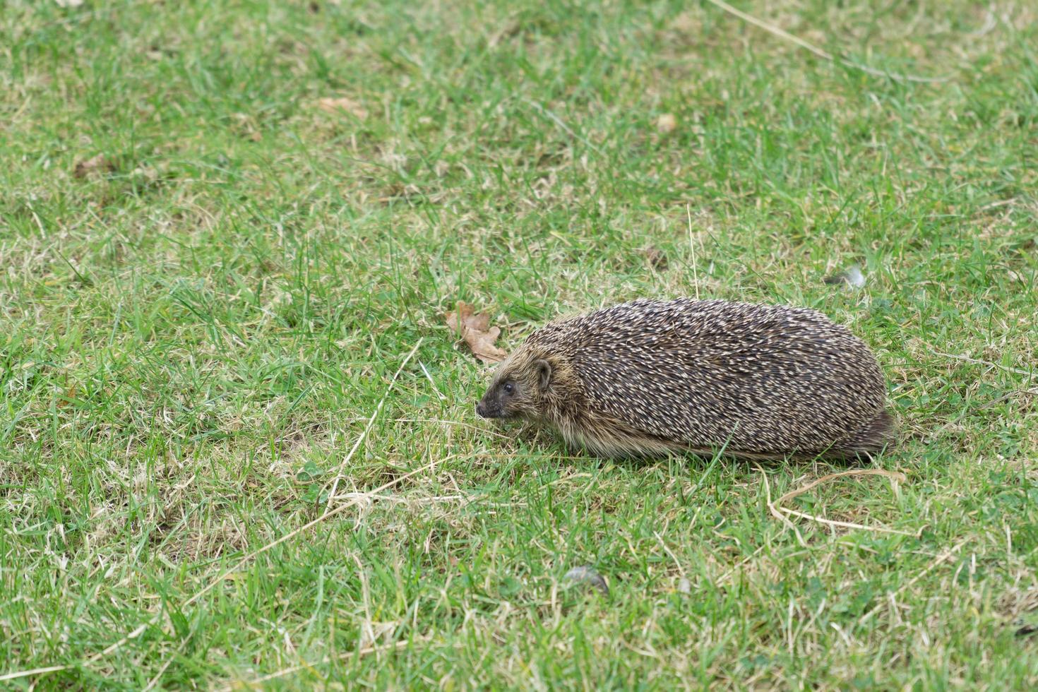 Europese egel in het gras foto