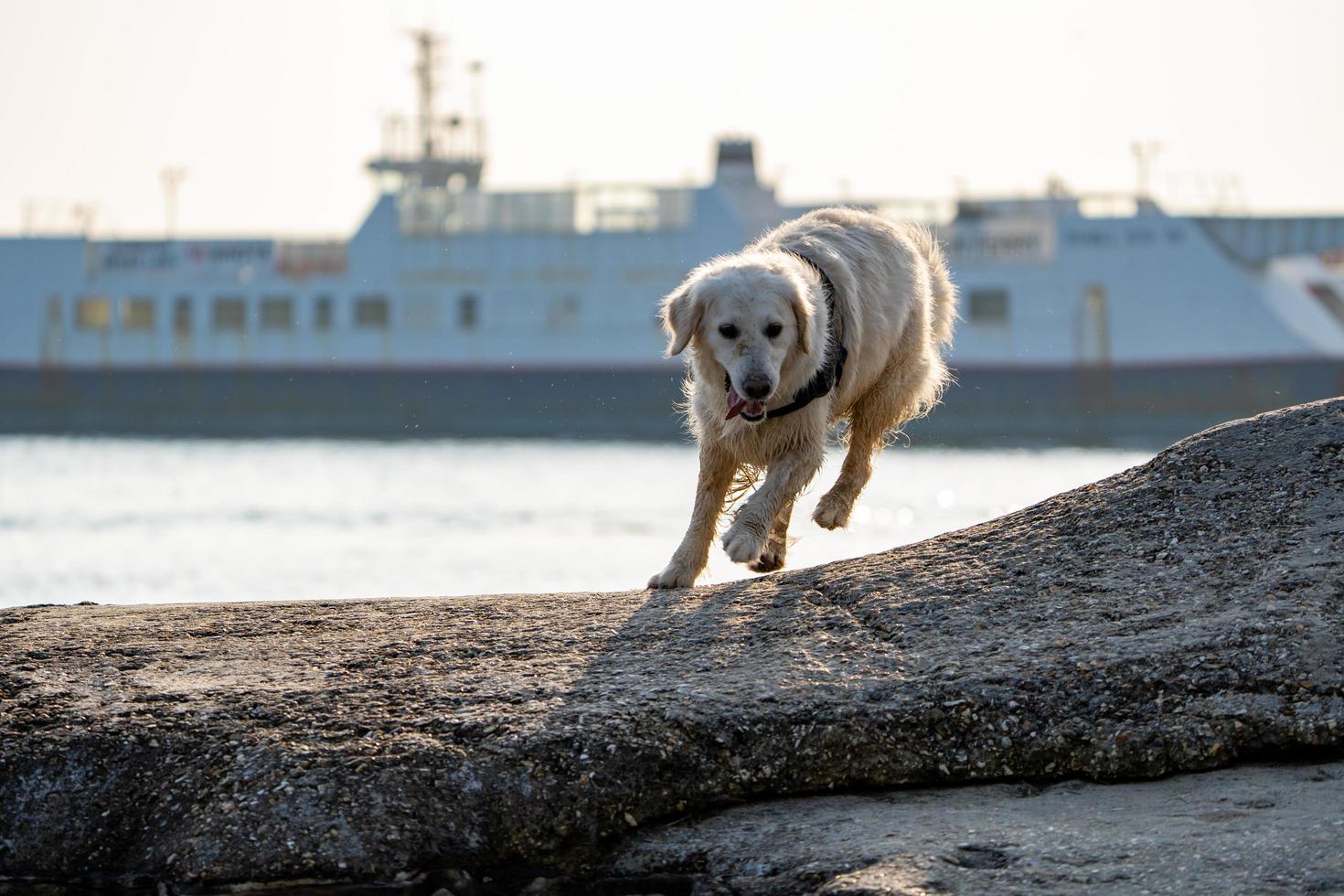 golden retriever op rotsen met veerboot op achtergrond foto