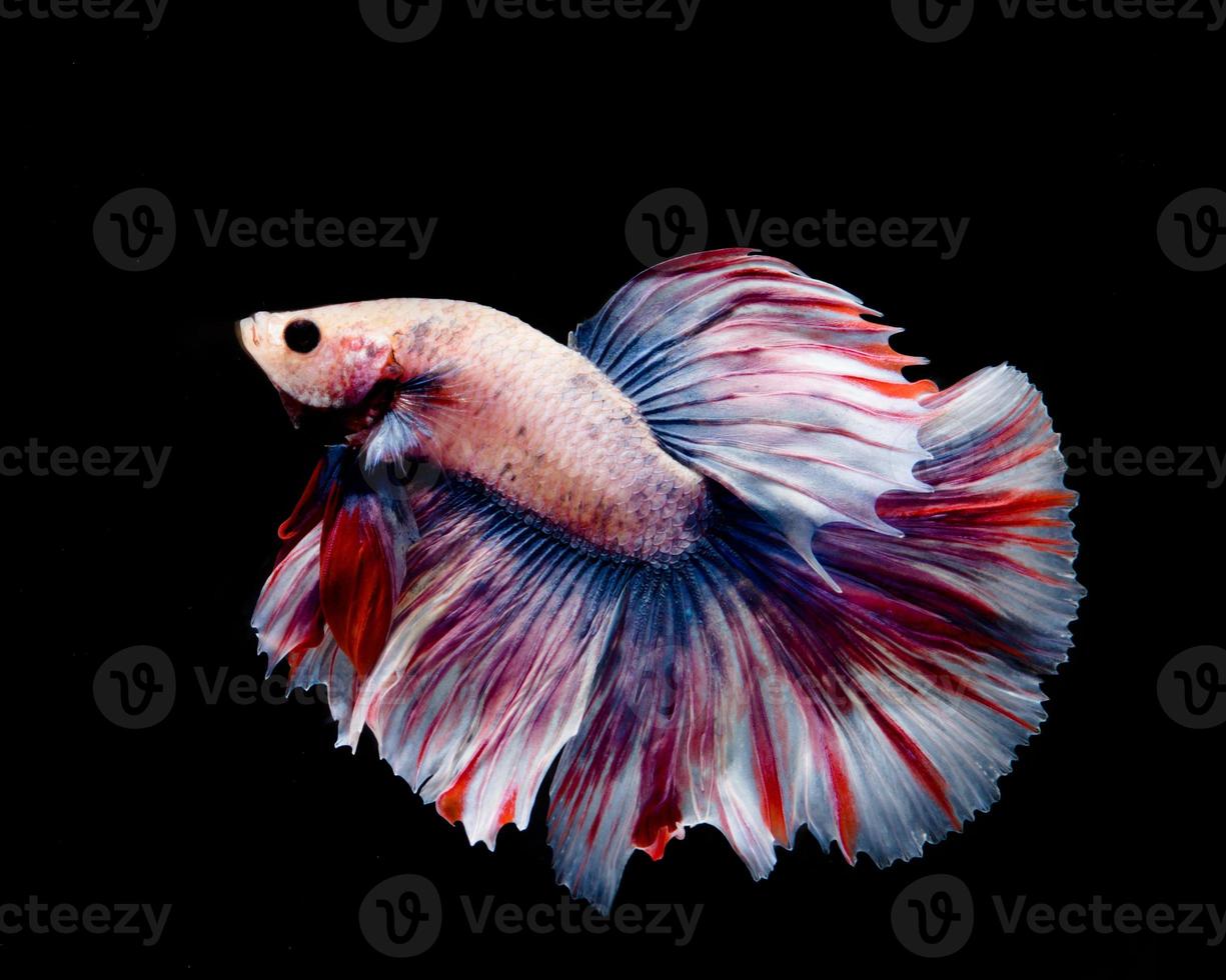 meerkleurige betta-vis, siamese kempvis foto