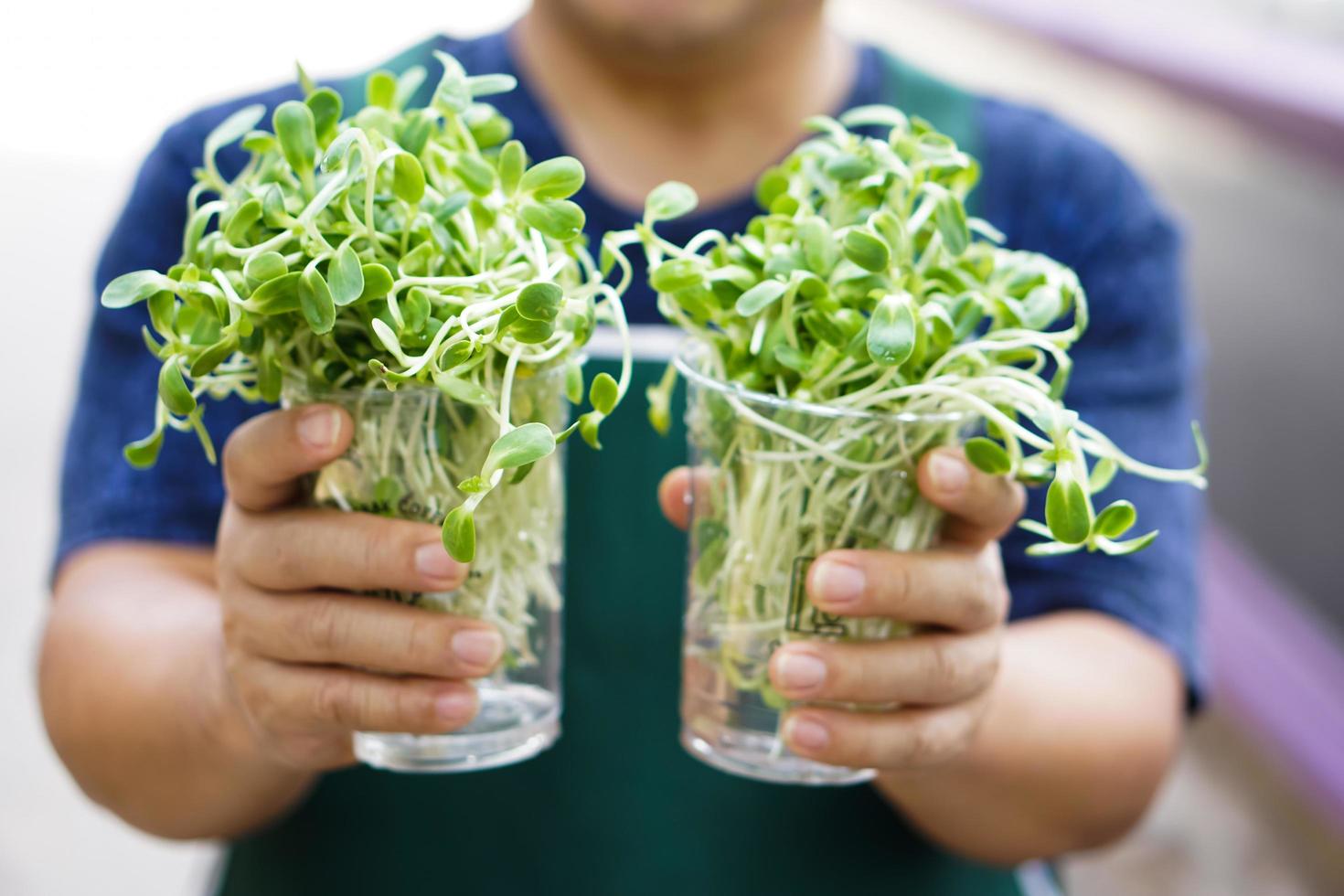 zonnebloemspruit in doorzichtige plastic bekers in handen van Aziatische man van middelbare leeftijd, zachte en selectieve focus op zonnebloemspruit, concept voor tuinieren en ontspannen thuis. foto