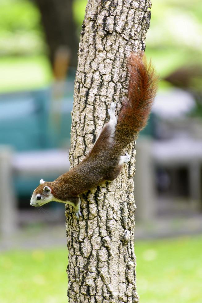 de eekhoorn klimt in de boom. het ziet er erg leuk uit. foto