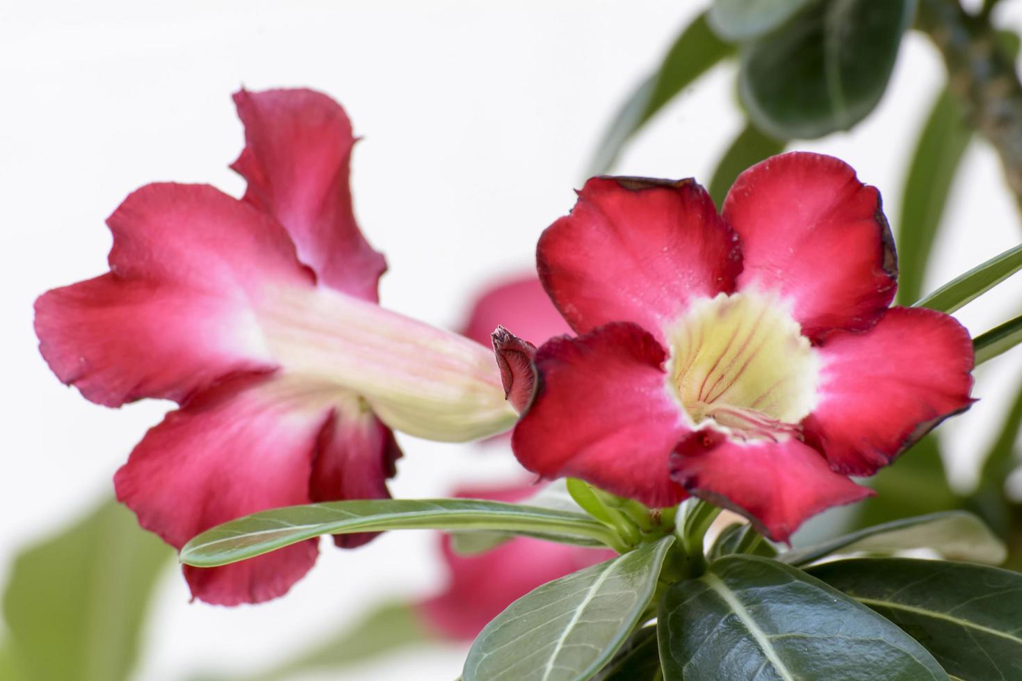 woestijnroos is een felgekleurde bloemen. woestijnrozen zijn Thaise bloemen. foto