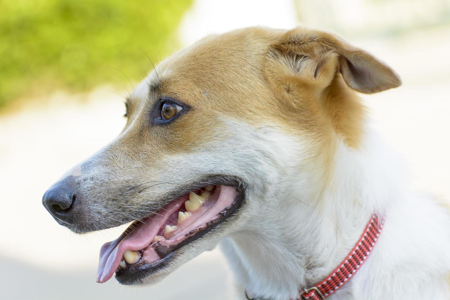 hond is huisdier. de honden zijn de beste vriend van de mens. foto