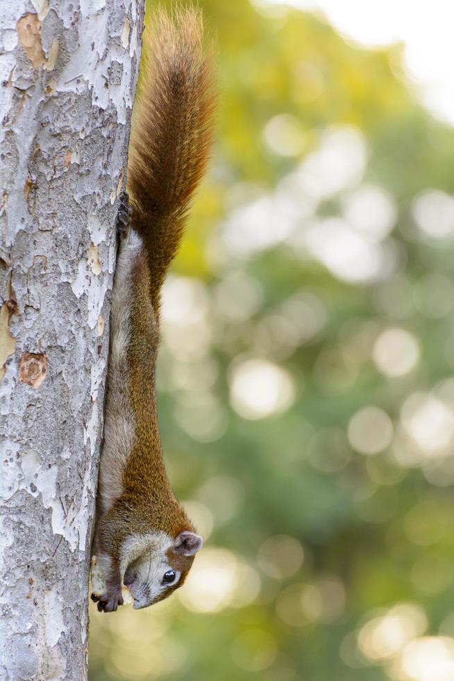eekhoorns eten brood aan de boom. het is mooi foto