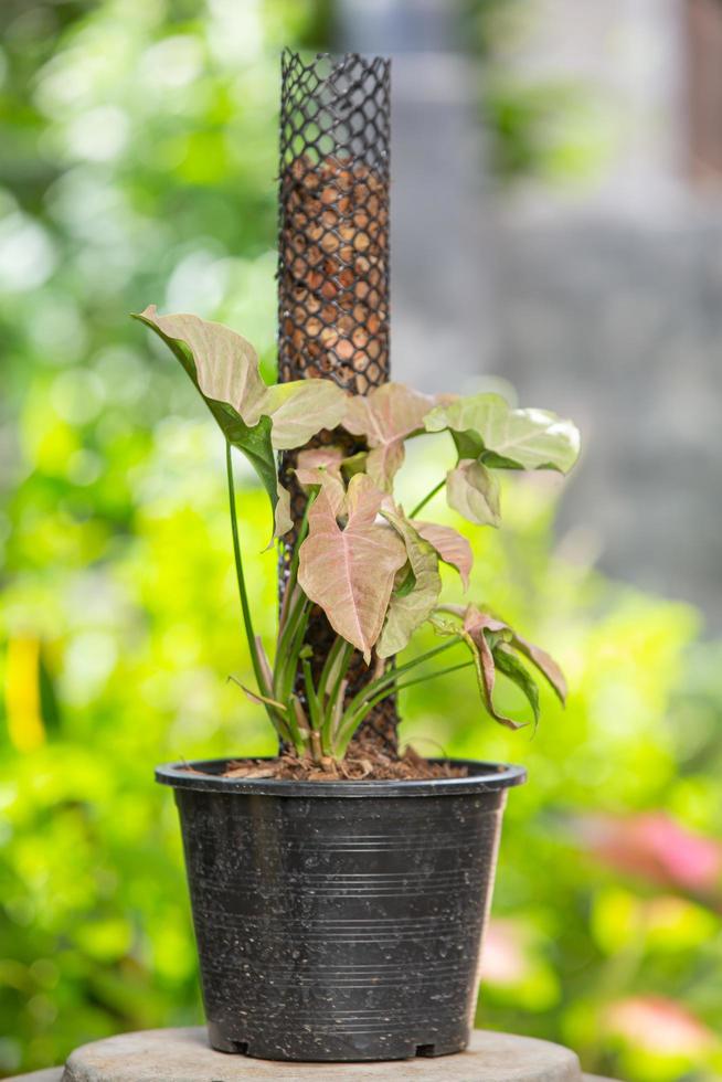 syngonium hybride roze gespot in een pot foto