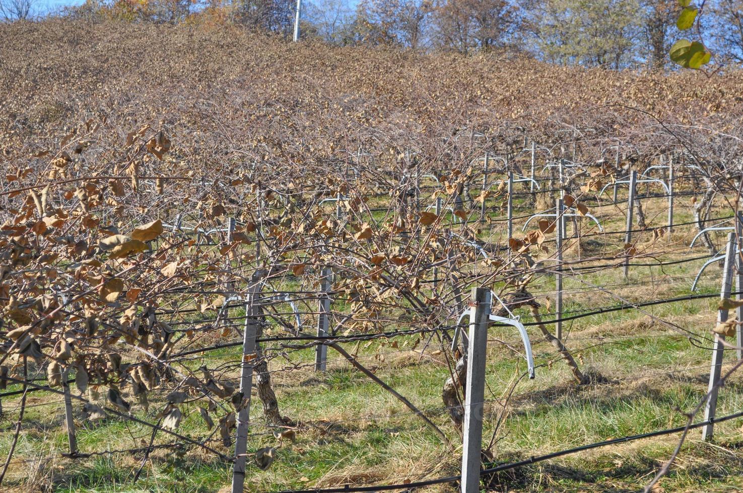 kiwiplantage met veel fruitbomen foto