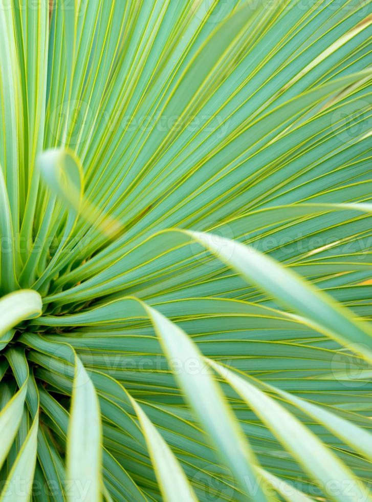 sappige yucca plant close-up, doorn en detail op bladeren van smalbladige yucca foto