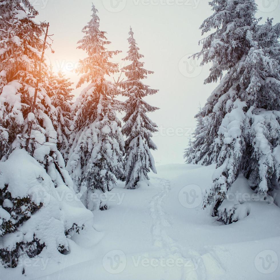 de winterweg foto