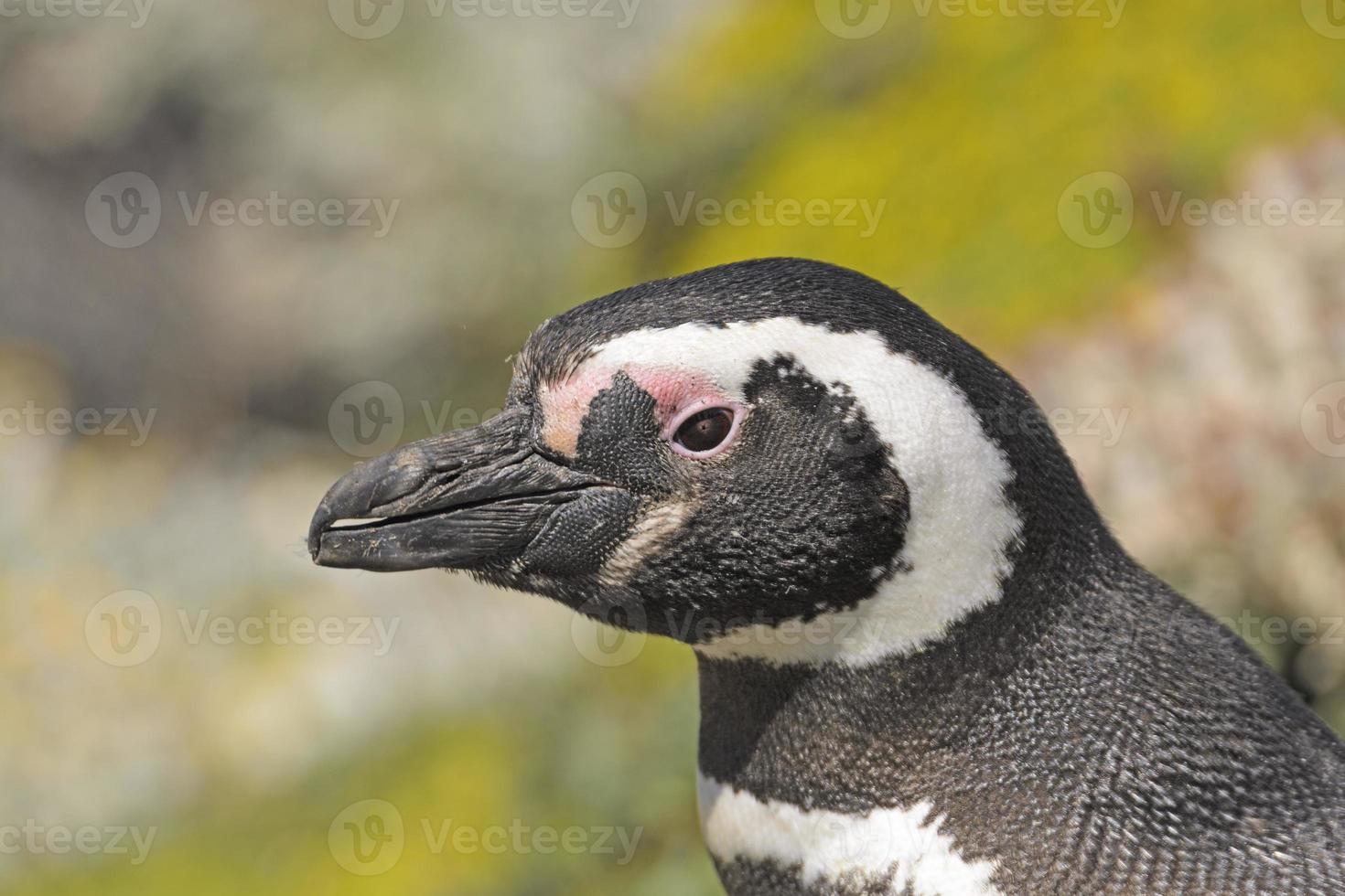 hoofdschot van een magelhaense pinguïn foto