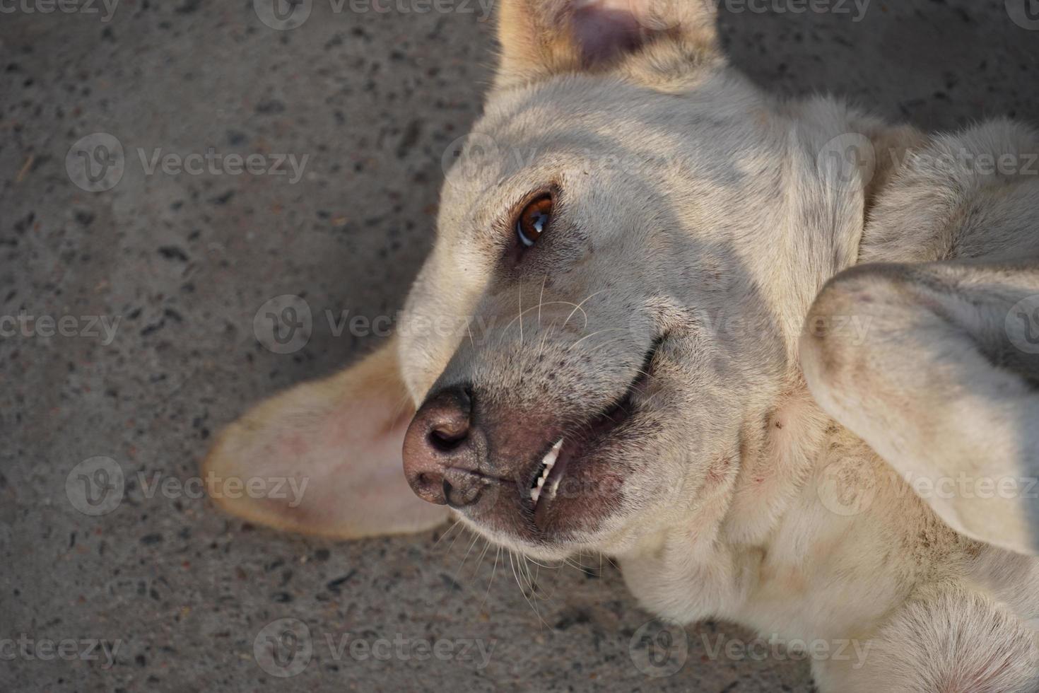 grappige foto van een hond met mond